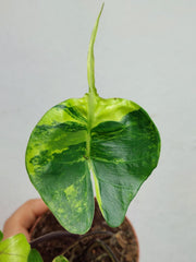 Alocasia Stingray Aurea