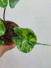 Alocasia Stingray Aurea