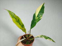 Philodendron Caramel Marble Variegata