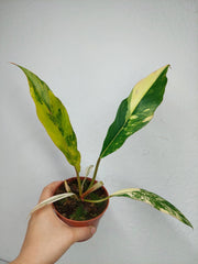 Philodendron Caramel Marble Variegata