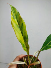 Philodendron Caramel Marble Variegata