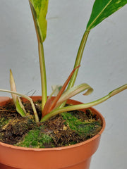 Philodendron Caramel Marble Variegata
