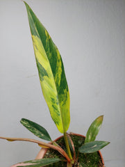 Philodendron Caramel Marble Variegata
