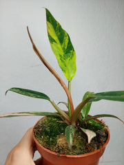 Philodendron Caramel Marble Variegata