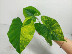 Alocasia Gageana Aurea Variegata