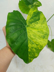 Alocasia Gageana Aurea Variegata