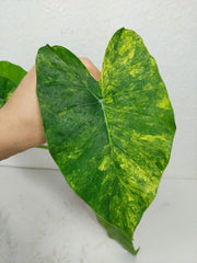 Alocasia Gageana Aurea Variegata