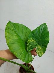Alocasia Gageana Aurea Variegata