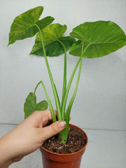 Alocasia Gageana Aurea Variegata