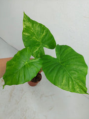 Alocasia Gageana Aurea Variegata