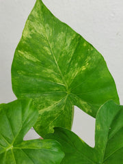 Alocasia Gageana Aurea Variegata