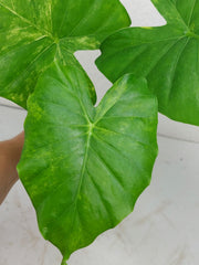 Alocasia Gageana Aurea Variegata