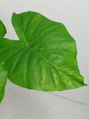 Alocasia Gageana Aurea Variegata
