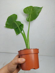 Alocasia Gageana Aurea Variegata