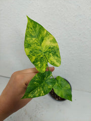 Alocasia Gageana Aurea Variegata