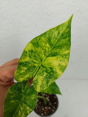 Alocasia Gageana Aurea Variegata