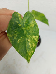 Alocasia Gageana Aurea Variegata