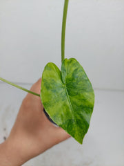 Alocasia Gageana Aurea Variegata