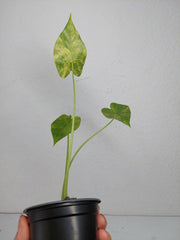 Alocasia Gageana Aurea Variegata