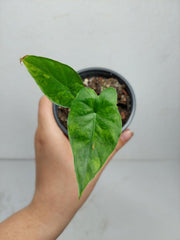 Alocasia Gageana Aurea Variegata