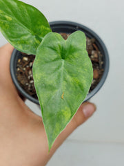 Alocasia Gageana Aurea Variegata
