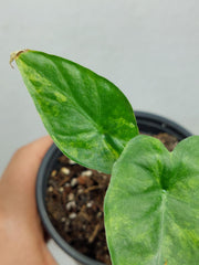 Alocasia Gageana Aurea Variegata