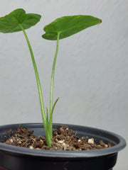 Alocasia Gageana Aurea Variegata