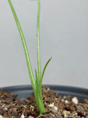 Alocasia Gageana Aurea Variegata
