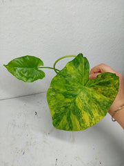 Alocasia Gageana Aurea Variegata