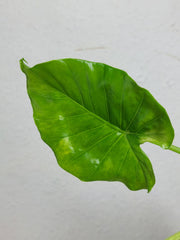 Alocasia Gageana Aurea Variegata