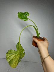 Alocasia Gageana Aurea Variegata