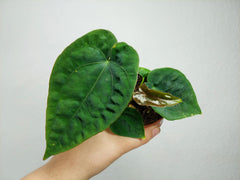 Anthurium Dressleri Pure