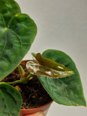 Anthurium Dressleri Pure