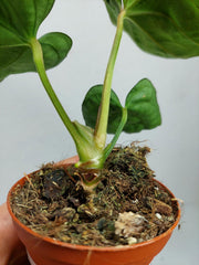 Anthurium Dressleri Pure