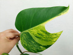 Monstera Aurea Stecklinge
