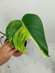 Monstera Aurea Stecklinge