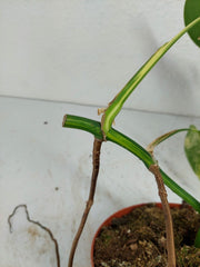 Monstera Aurea Stecklinge
