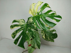 Monstera Mint Adult