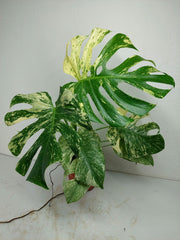 Monstera Mint Adult