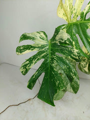 Monstera Mint Adult