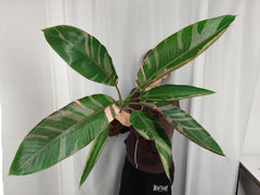 Musa Nono Pink Variegata