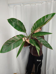 Musa Nono Pink Variegata