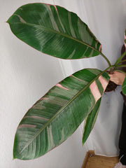Musa Nono Pink Variegata