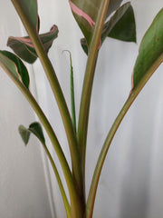 Musa Nono Pink Variegata