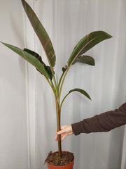 Musa Nono Pink Variegata