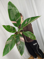 Musa Nono Pink Variegata