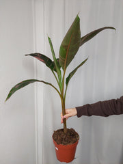 Musa Nono Pink Variegata