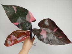 Philodendron Pink Princess Kopfsteckling