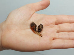 Alocasia Batwing Aurea (Rhizom / Bulbe)