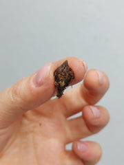 Alocasia Batwing Aurea (Rhizom / Bulbe)